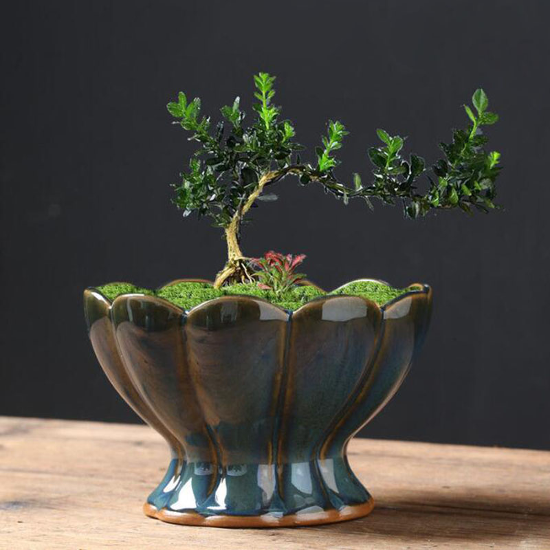 إناء زهور مزجج بتأثير الفرن عل - مراجعة Bonsai Garden Home وسعره